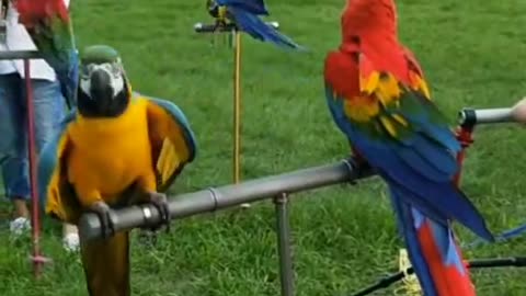 Macaws #largest #birds #pets #parrots #animalsvideo #yt #animalsviralvideo