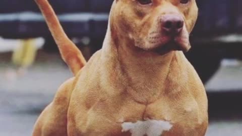 Pitbull dangerous dog 🔥🔥 #SHORTS VIDEO