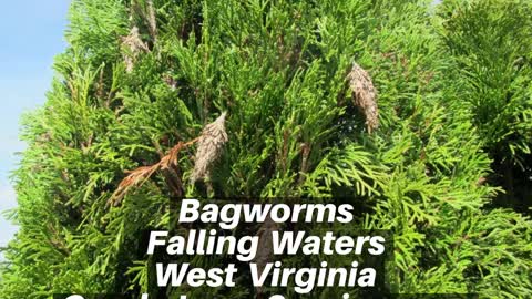 Bagworms Falling Waters West Virginia Tree Shrub Care