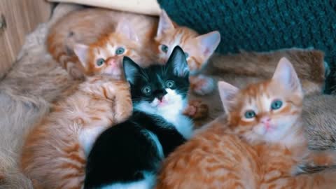 CUTE CATS‼️Cute kittens are adorable