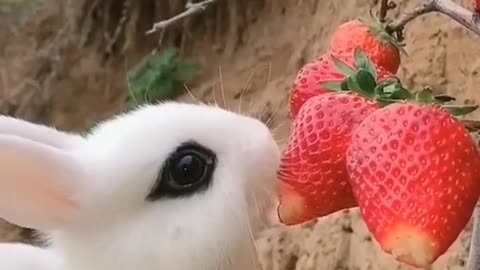 Super cute bunny 🐰