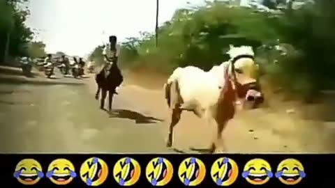 Funny Indian Groom