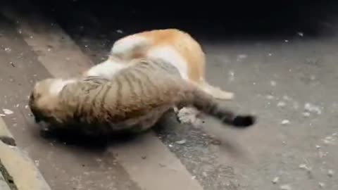 Cats Fight