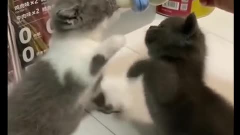 Cute cat funny video .