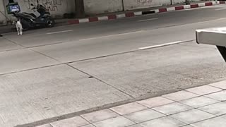 Good Samaritan Helps Dog Cross Street