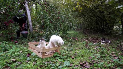 Husky puppies who like to pick apples for themselves.