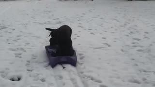 Puppies Love to go Sledding