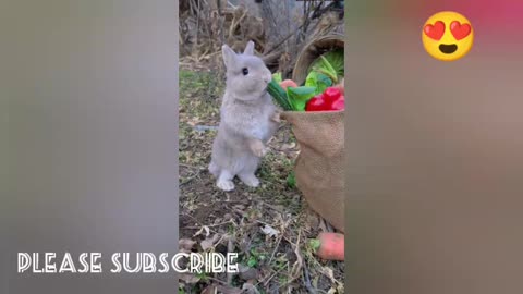 very pretty rabbit