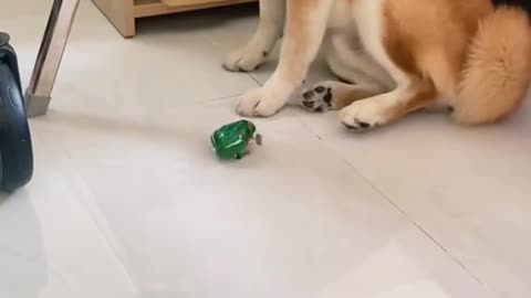 Afraid of Frog toys