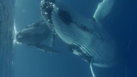 Swimming WithHumpback Whales