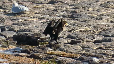 Cormoran sortant d'une séance de pêche sous-marine