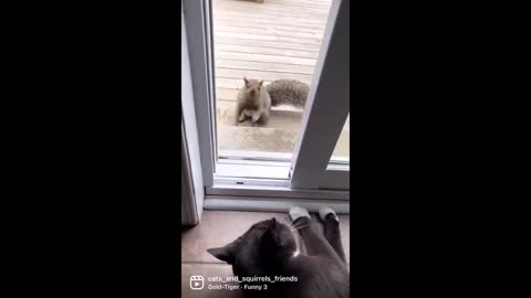 Friendly wild squirrel adorable tries to play with house cat