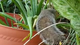 Cute and adorable Mika The Squirrel 🐿️🥰