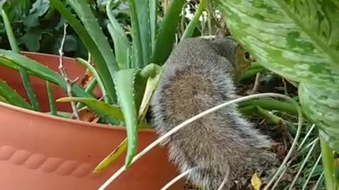 Cute and adorable Mika The Squirrel 🐿️🥰