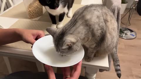 Human, let us inspect the bowl