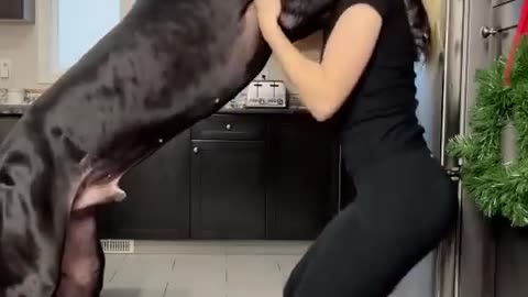 Great_Dane_Is_Taller_Than_Human____ViralHog