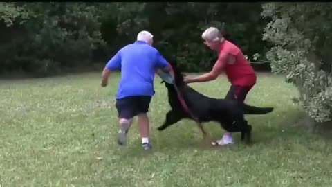 How To Make Dog Become Fully Aggressive With Few Simple Tips