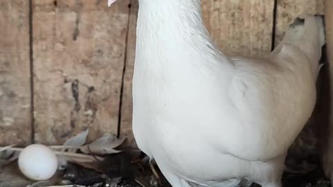 #Kabutar#kabootar#birds#parrot#pigeon