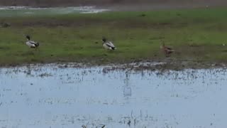 Some Mallard Ducks On A Farm In Great Britain