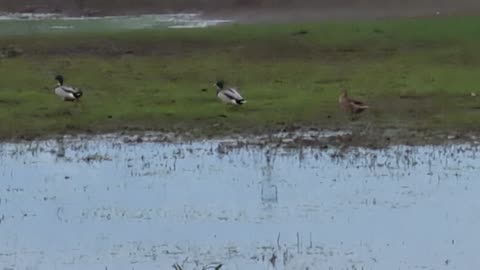 Some Mallard Ducks On A Farm In Great Britain