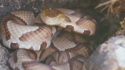 Snakes| Nairobi Snake Park Kenya