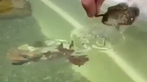 Oscar fish eating worm