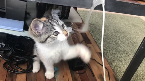 A lovely little cat plays with tape