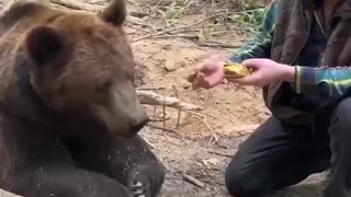 Even a Bear Refuses Fast Food