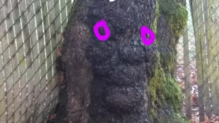 I see Grandma's face in this Tree trunk.