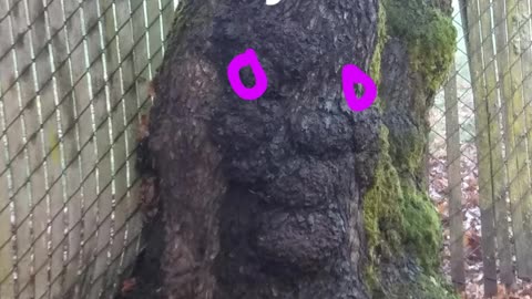 I see Grandma's face in this Tree trunk.