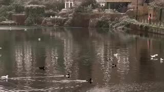 "Strolling Through Serenity: A Morning Walk in Hampstead, London"