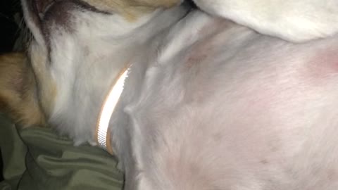 Chihuahua with overbite snoring