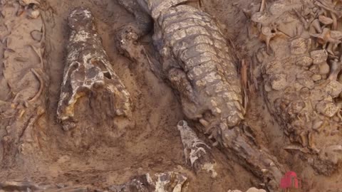 CROCCY HORROR: Mummified Fertility Crocs Found In Ancient Egyptian Tomb