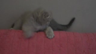 Sweet little Scottish Fold kittens