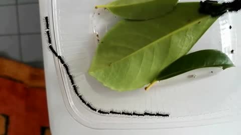 Caterpillars Marching