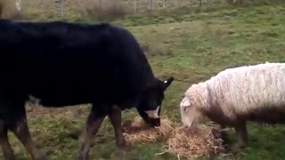 Sheepy eating hay