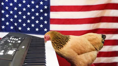 Chicken Plays Star Spangled Banner on Keyboard