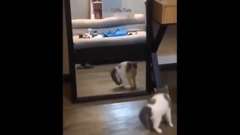 Cat Dancing With Their Mirror Partner 🤣 | Cute Cat 😺 | TheSPARROW