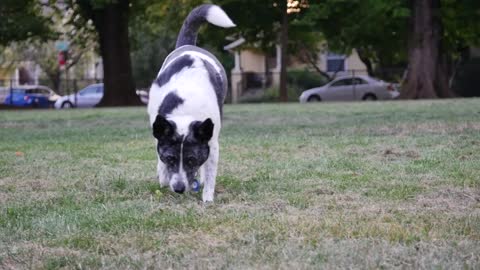 A dog smells the ground in a strange way