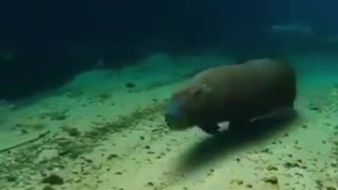 Capybara swimming at the bottom of the waters