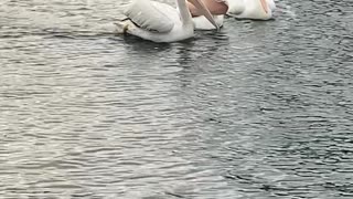 A Pelican Tries to Steal Another Pelican’s Fish