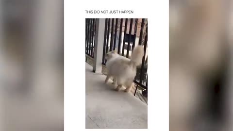 BEST DANK CAT MEMES COMPILATION OF 2020 (from TikTok)