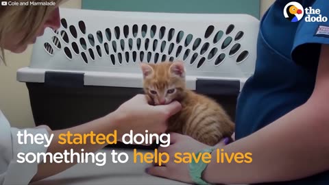 Cole and Marmalade: Rescue Cats Help Save Lives | The Dodo