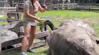 look at the size of the giant tortoises