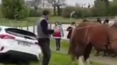 Horse vs car pull-up