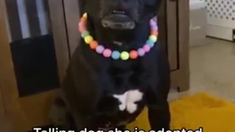 Funniest_Animals_cat & DOGS &, more_Videos_Will_Make_You_Laugh_#20_-_Funny_Animal_Videos2023