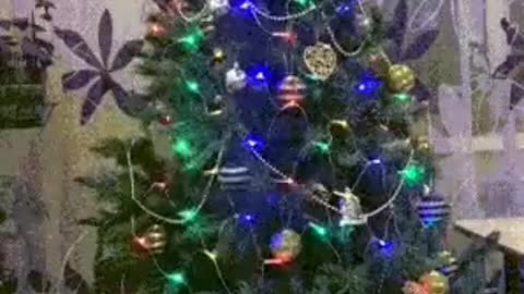 Free Stock Video For Everyone No Money - Suddenly Christmas Tree