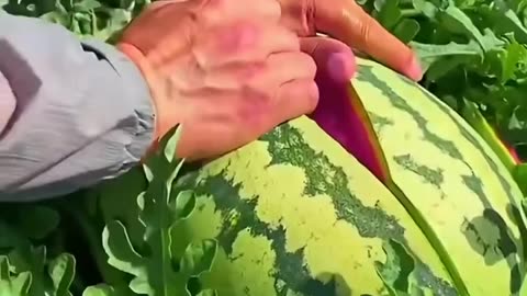 Water melon farm - farming life