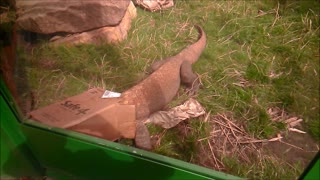 Komodo Dragon with Head in a Box