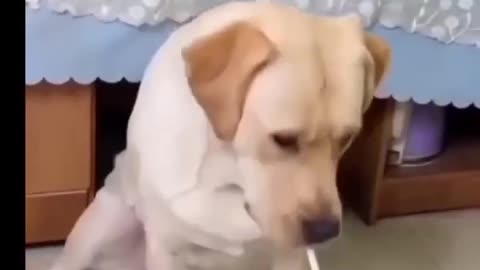 Animal Funny Video 2022 - Try to Not Laugh